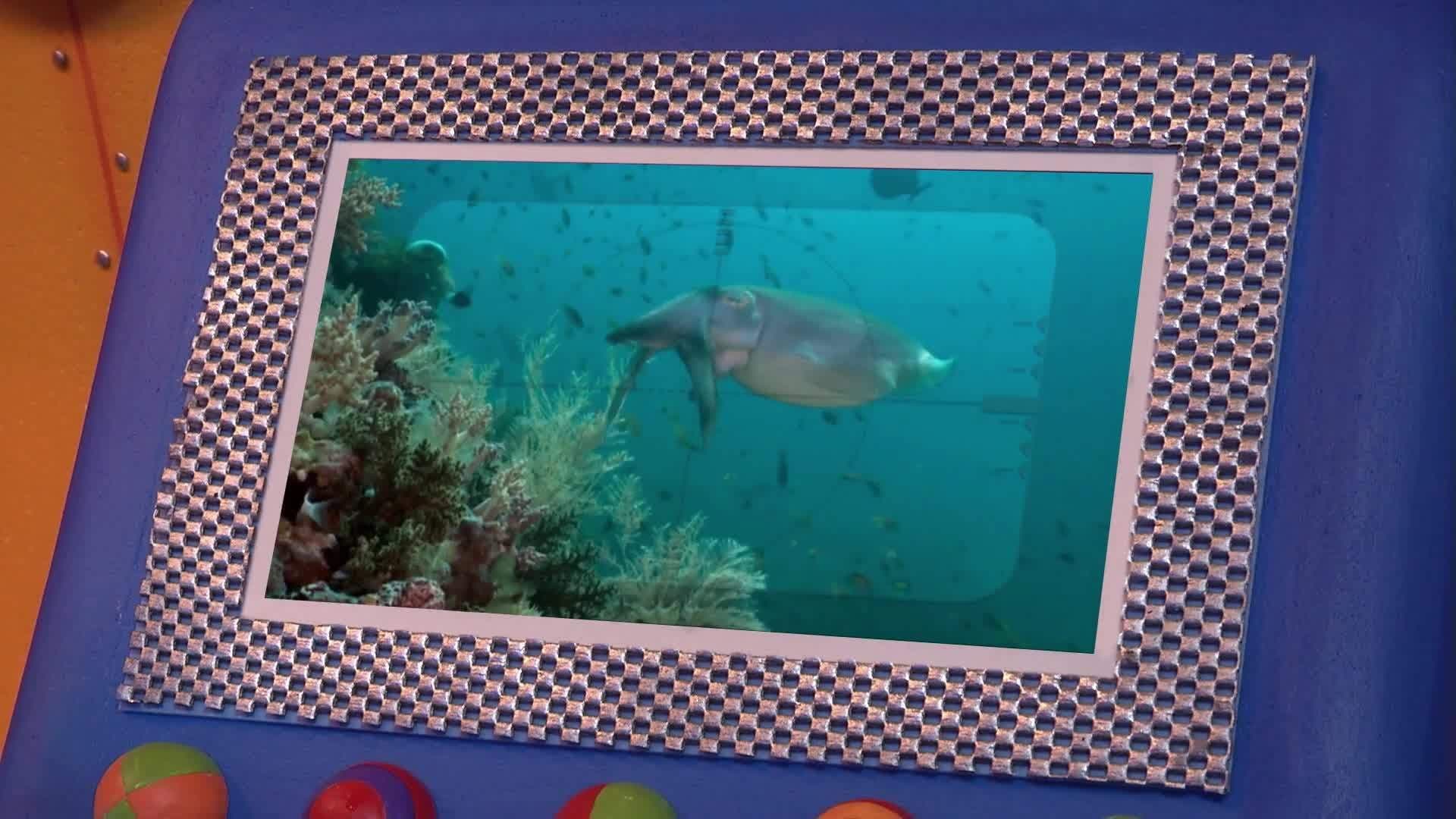 Animal Alphabet: C is for Cuttlefish