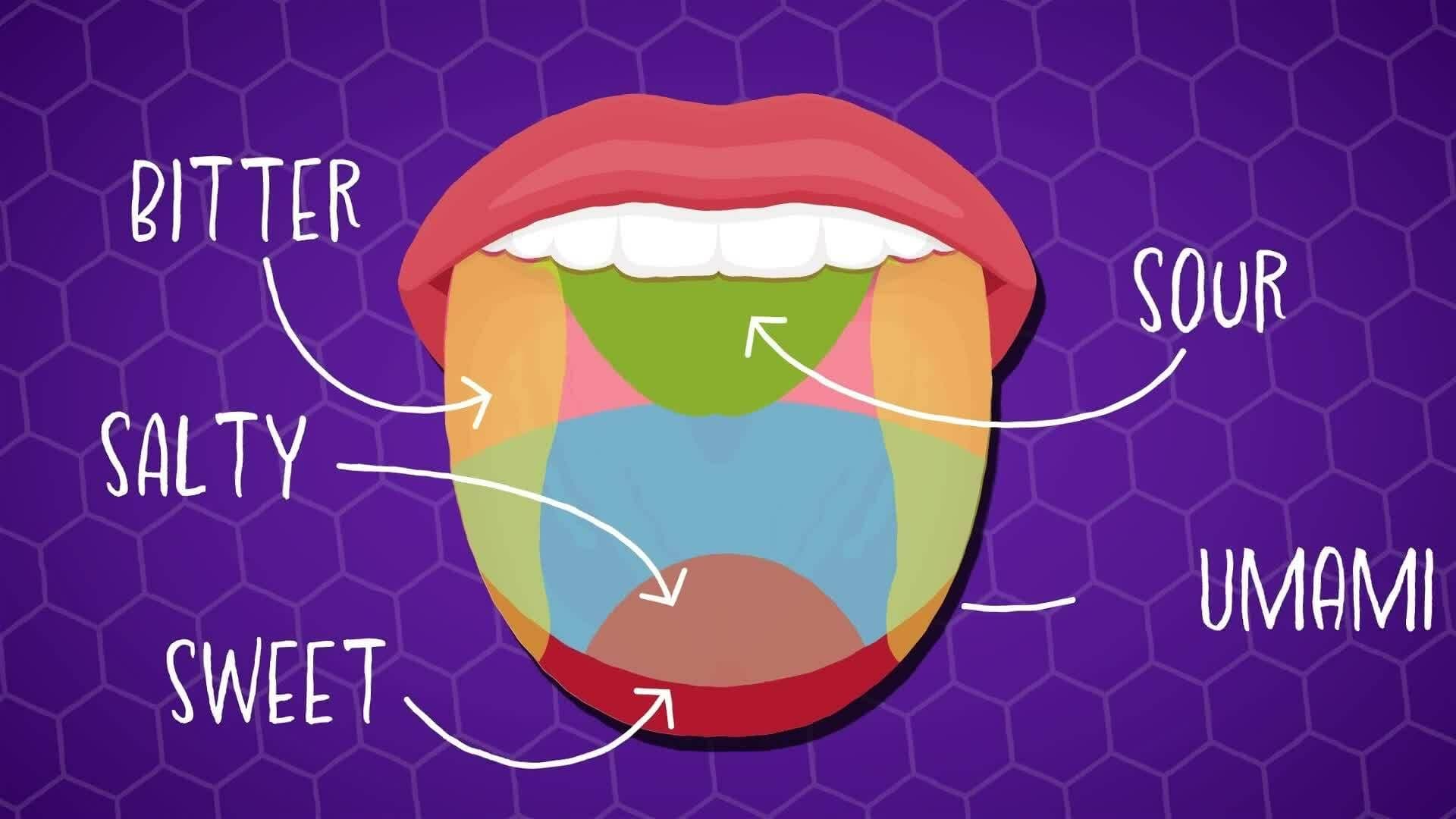 I WONDER - How Do We Taste Sugar?