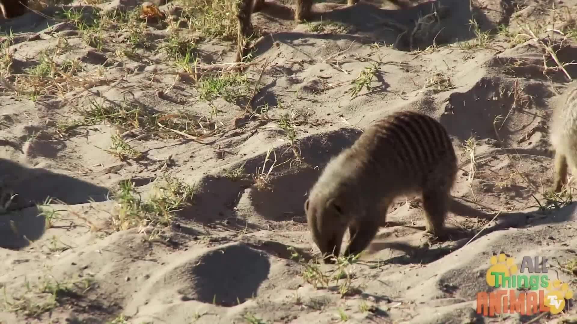 Discovering the Fascinating World of Meerkats: Teamwork and Survival