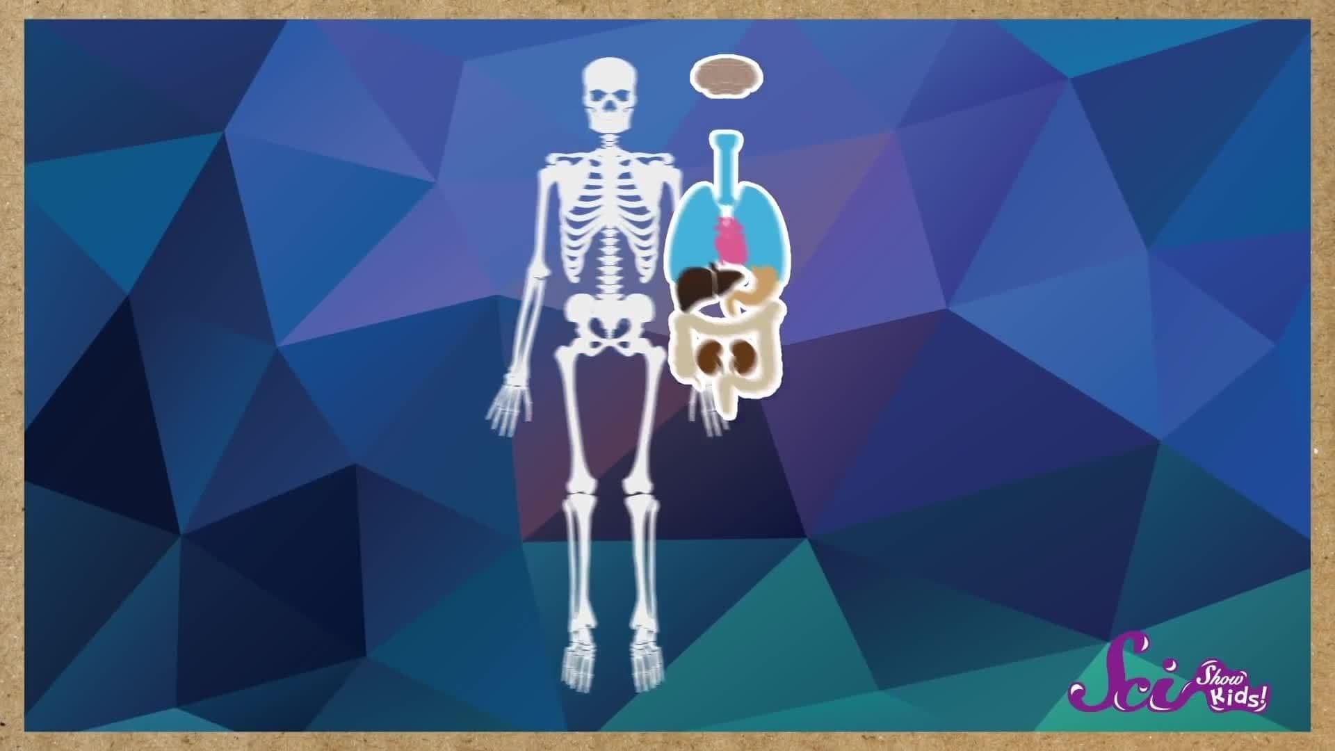 Your Super Skeleton!
