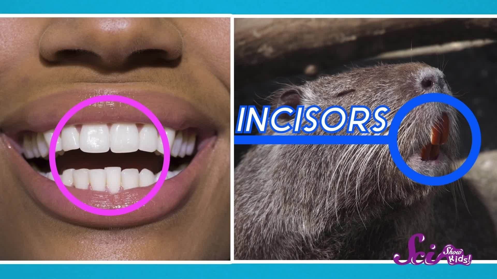 Fun Facts About Groundhogs!