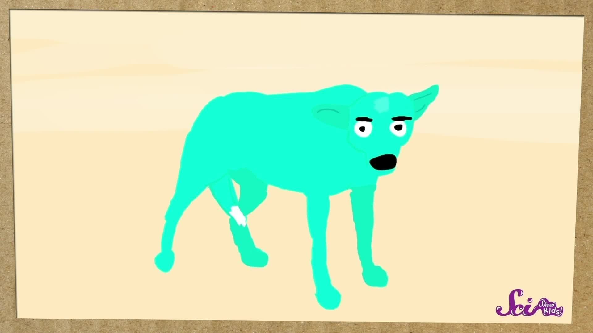 Why Do Animals Have Tails?