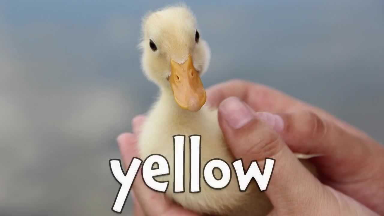 Animal Colors!  Learning Colors for Kids