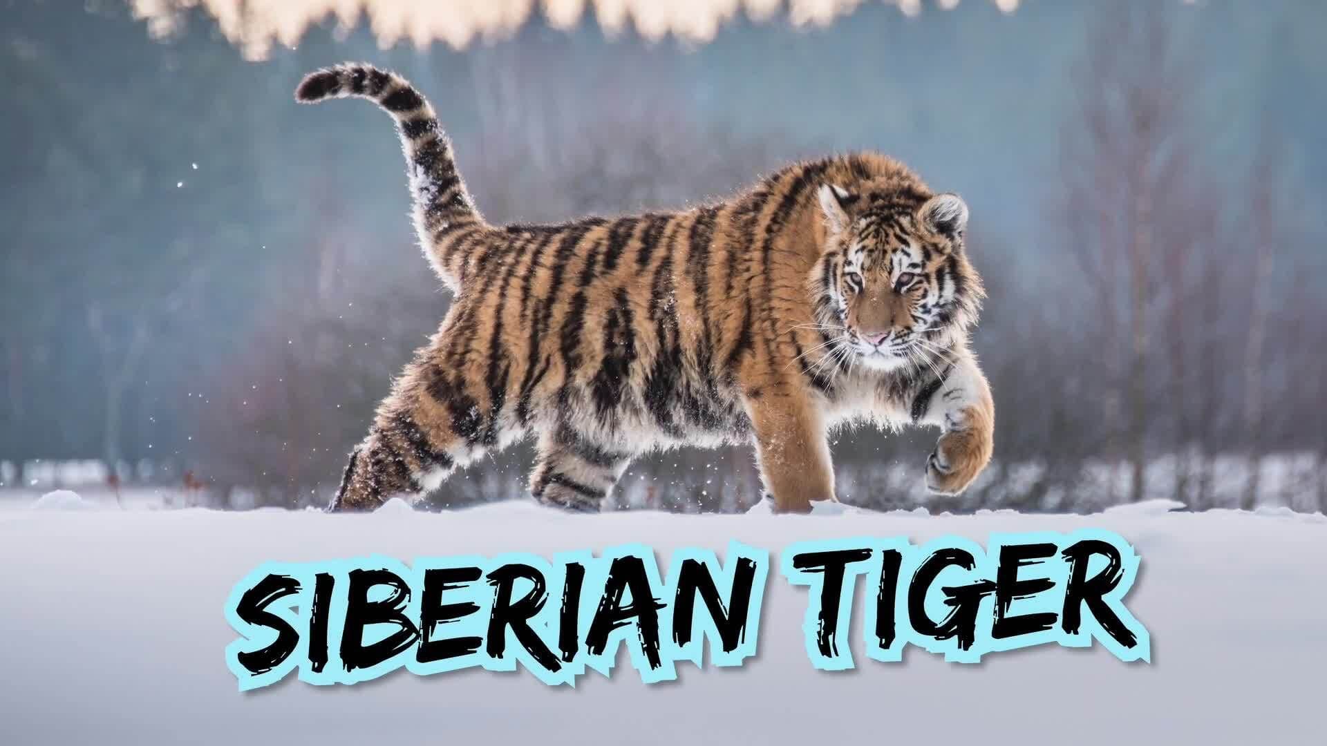 Big Cats of Asia