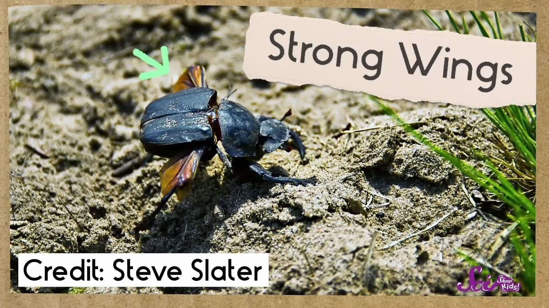 Dung Beetles and Their Big Balls of Poop!