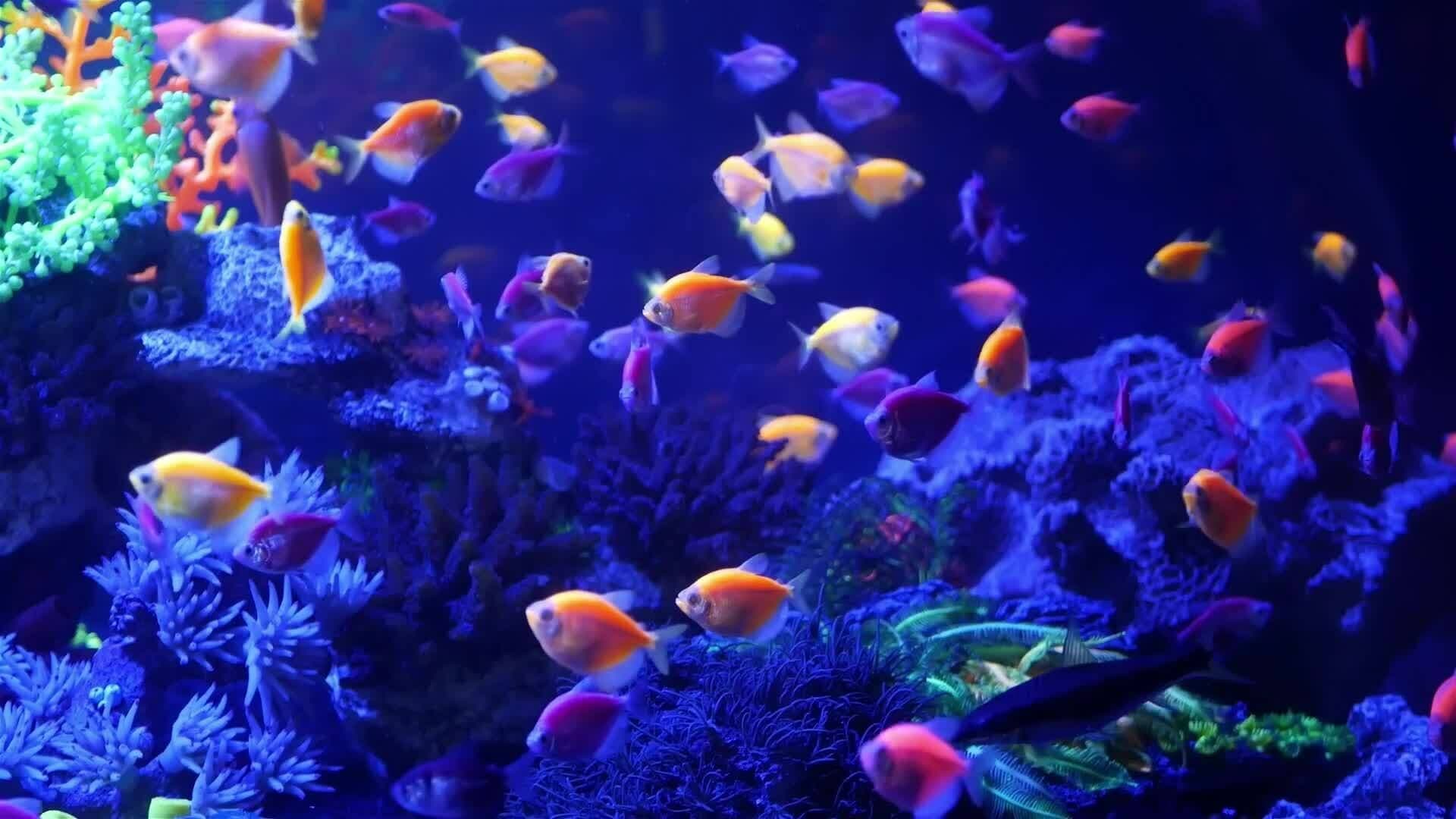 I WONDER - Are There Different Zones In The Ocean?