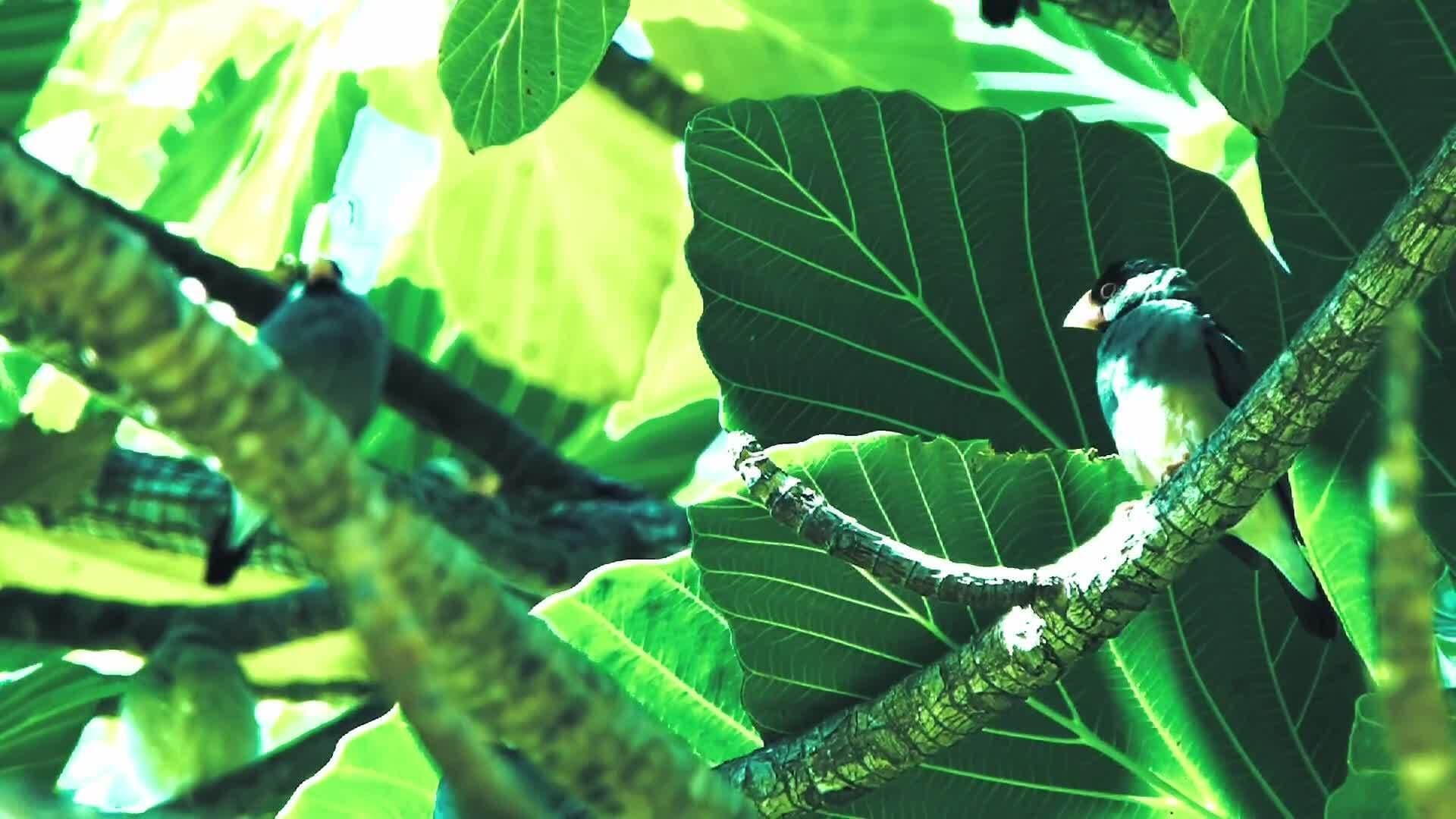 Charles Darwin and the Theory of Evolution