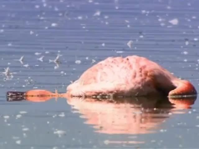 Lake Nakuru Flamingos & Friends: How to protect the animals inside Lake Nakuru Park