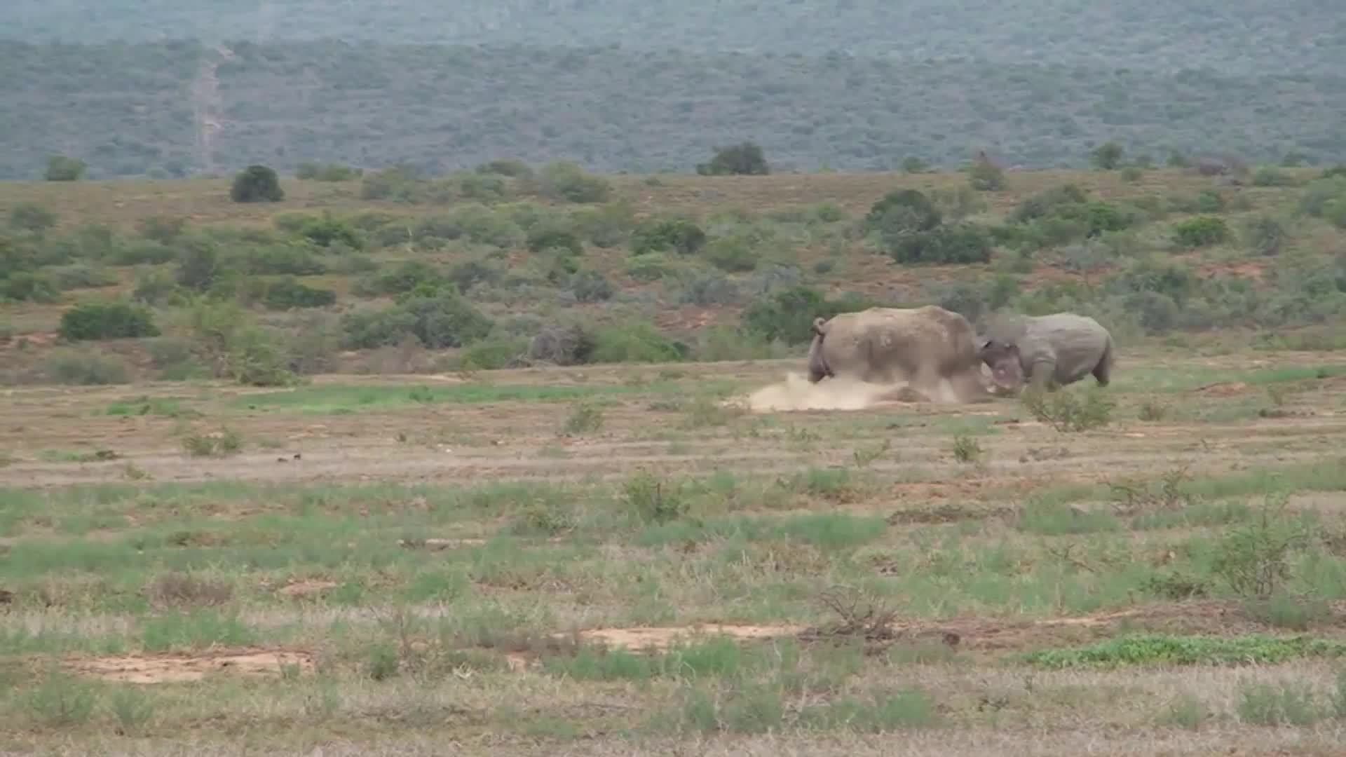 Introduction to the Rhinocerous in Spanish