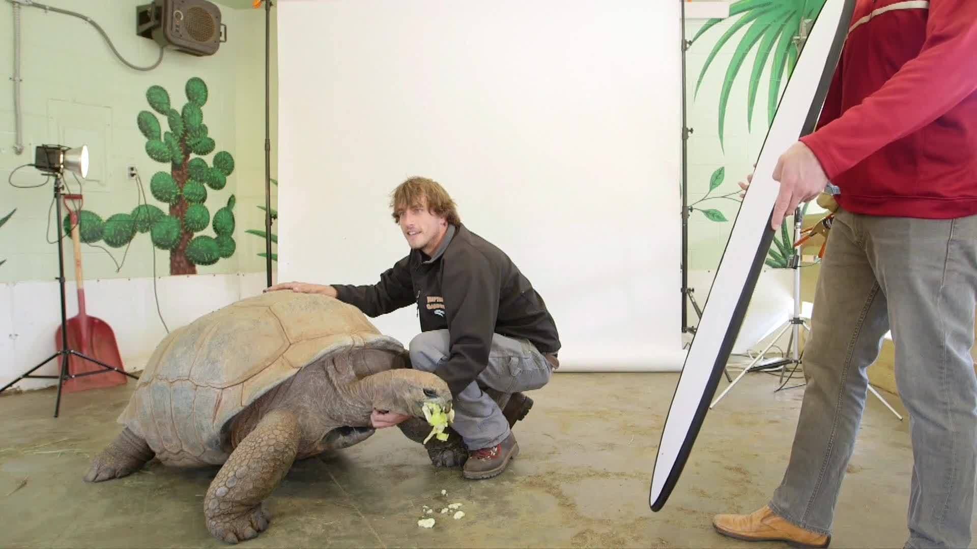 Giant Aldabra Tortoises: The Slowest Chelonian