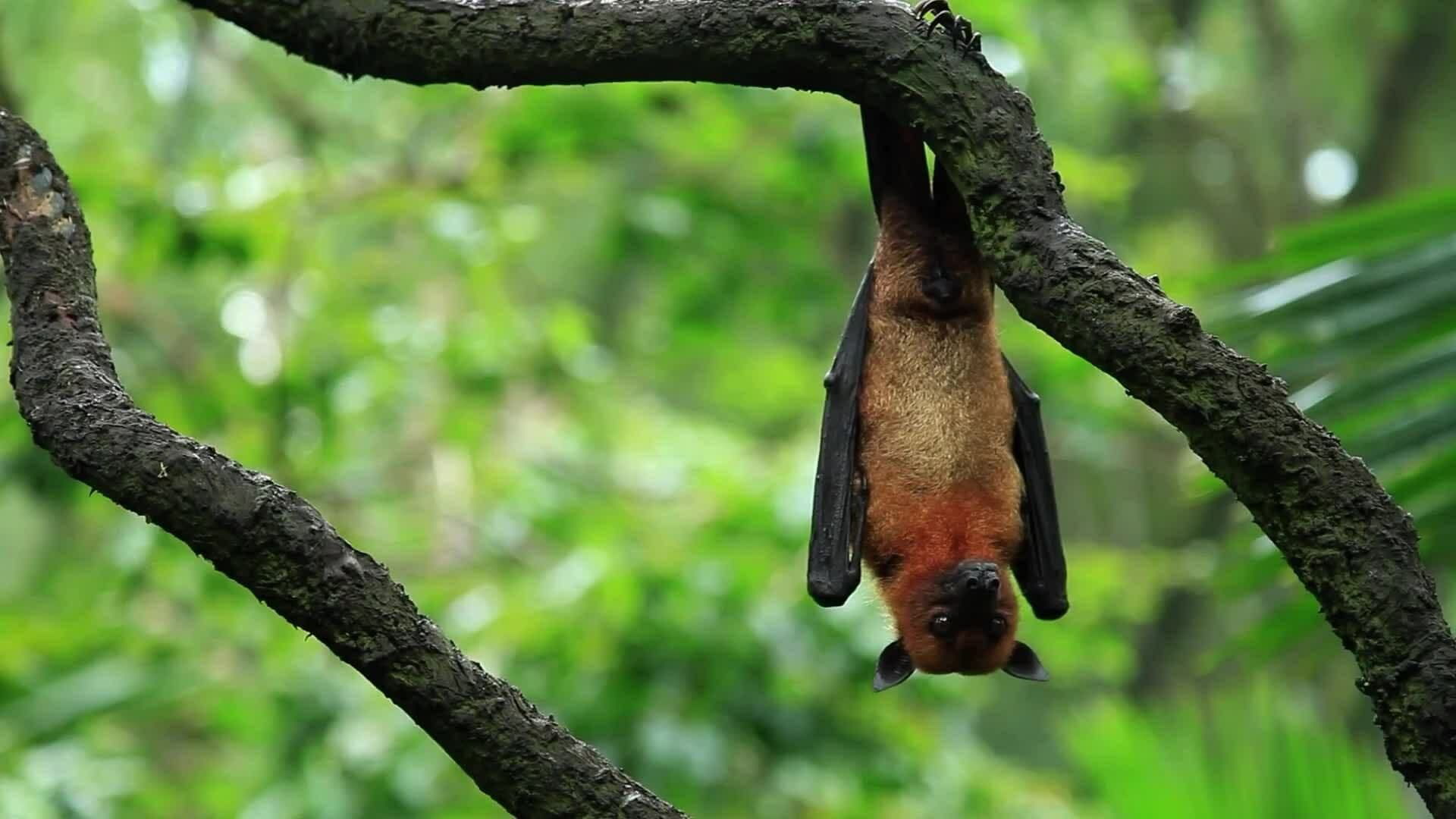 High Five Facts - Nocturnal Animals