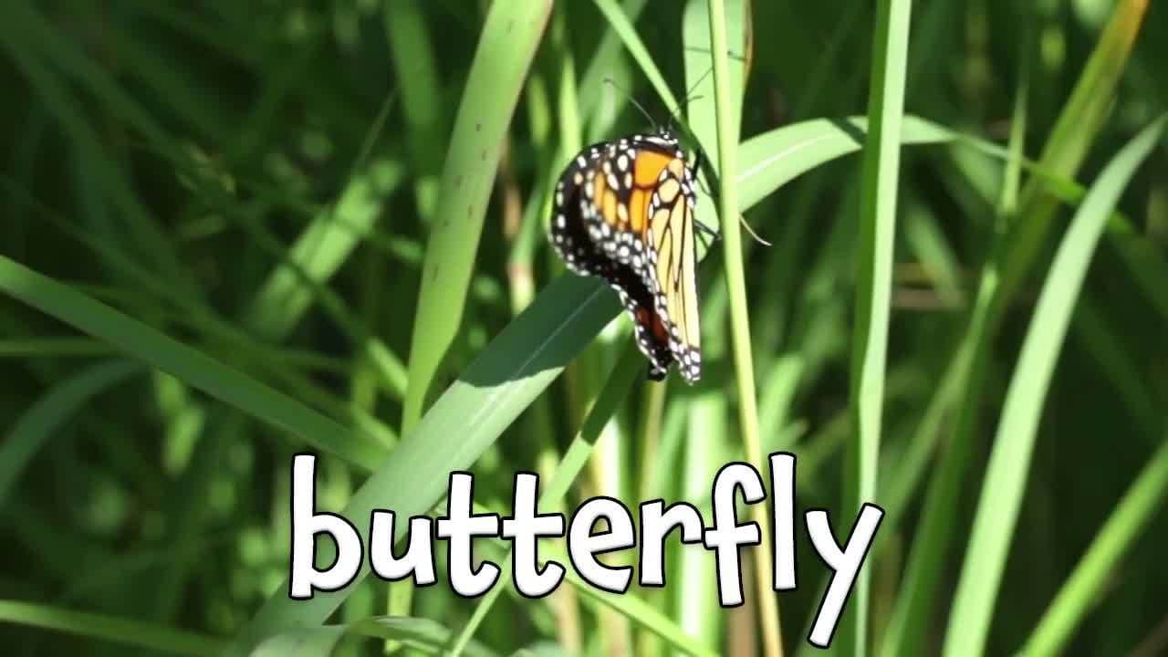 Things that are Orange | Learning Colors for Kids