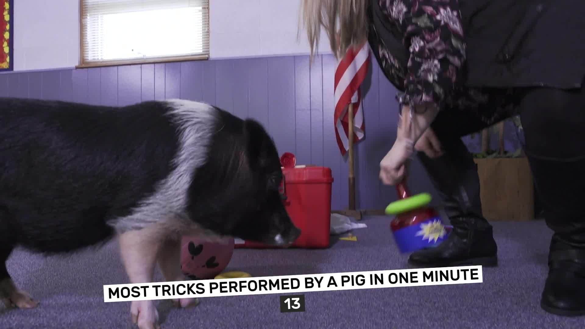 The Talented Pig Who Brings Joy to Everyone