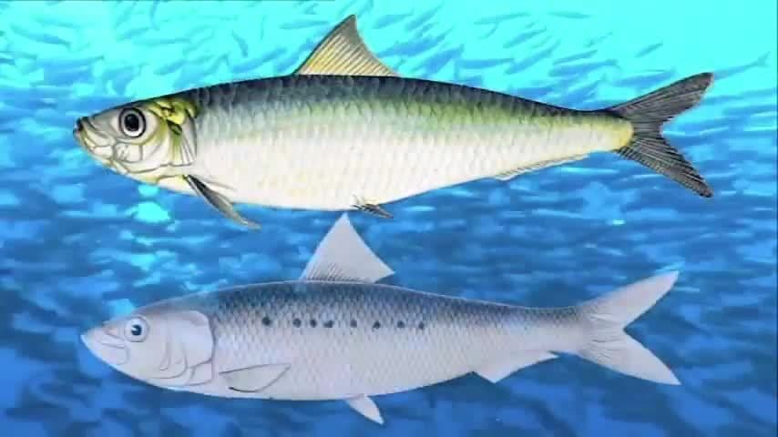 The Great Sardine Run: Characteristics of sardines and their airborn predators