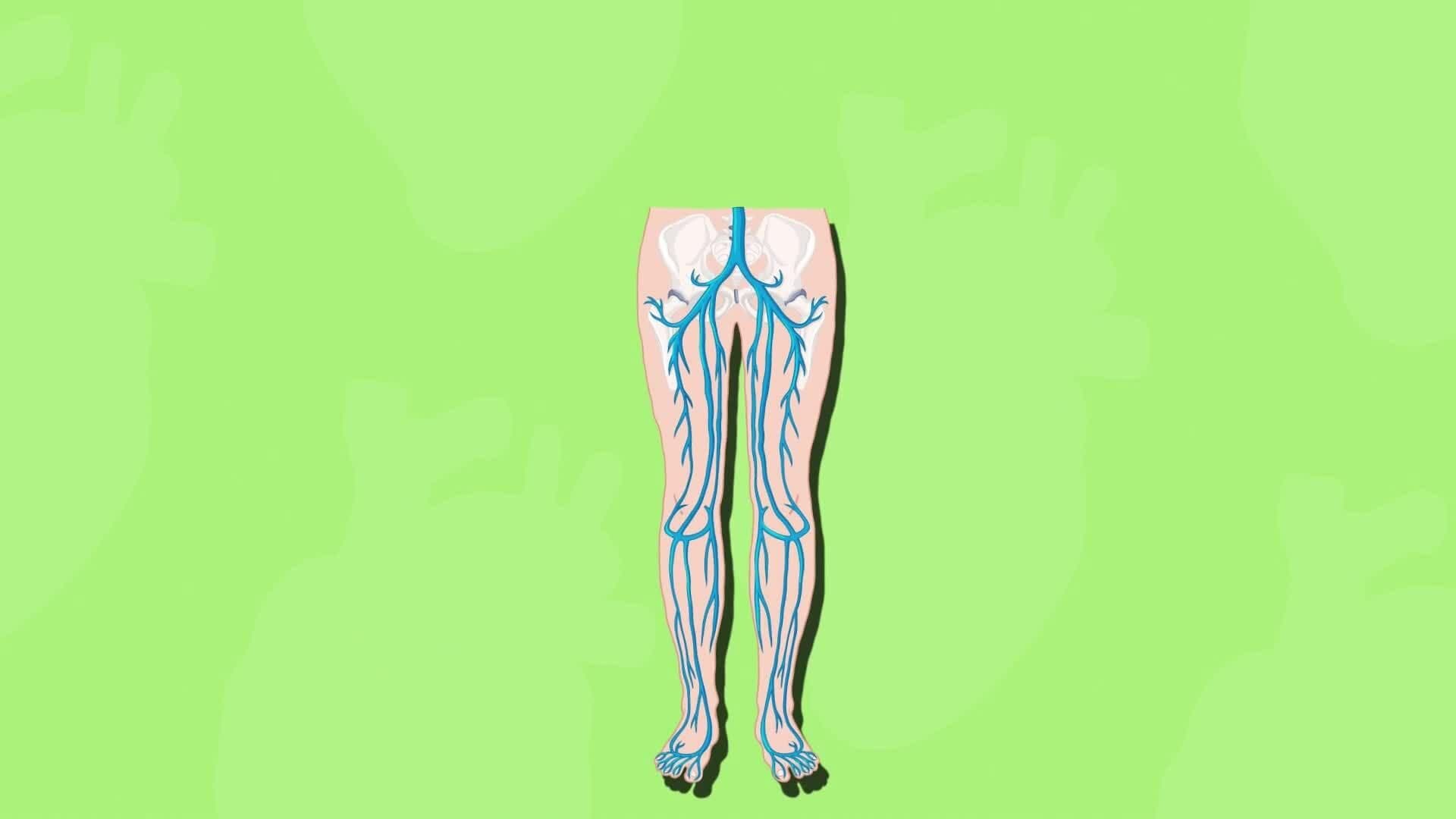 High Five Facts - Veins and Arteries