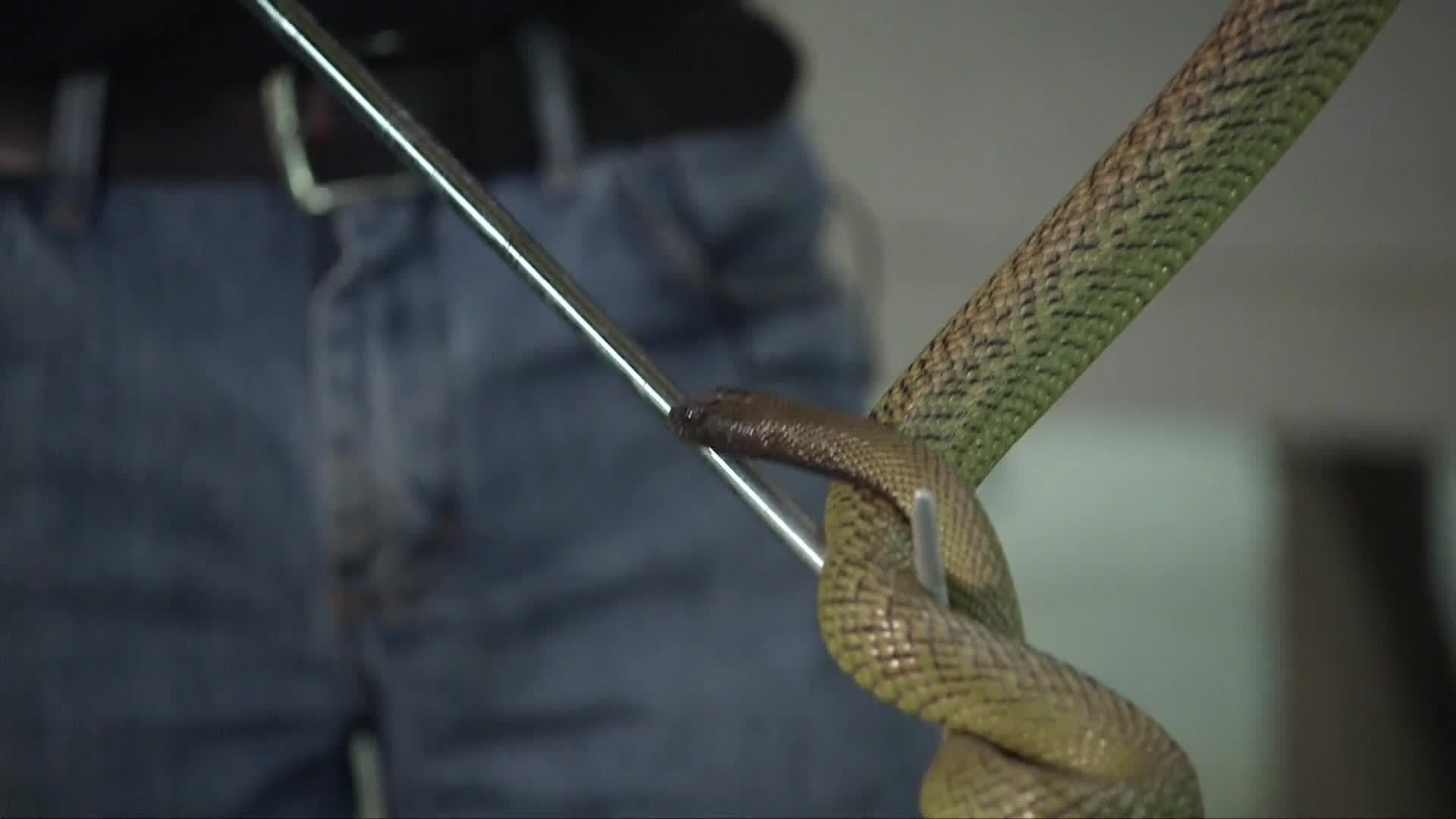 The Inland Taipan: The World's Most Venomous Snake