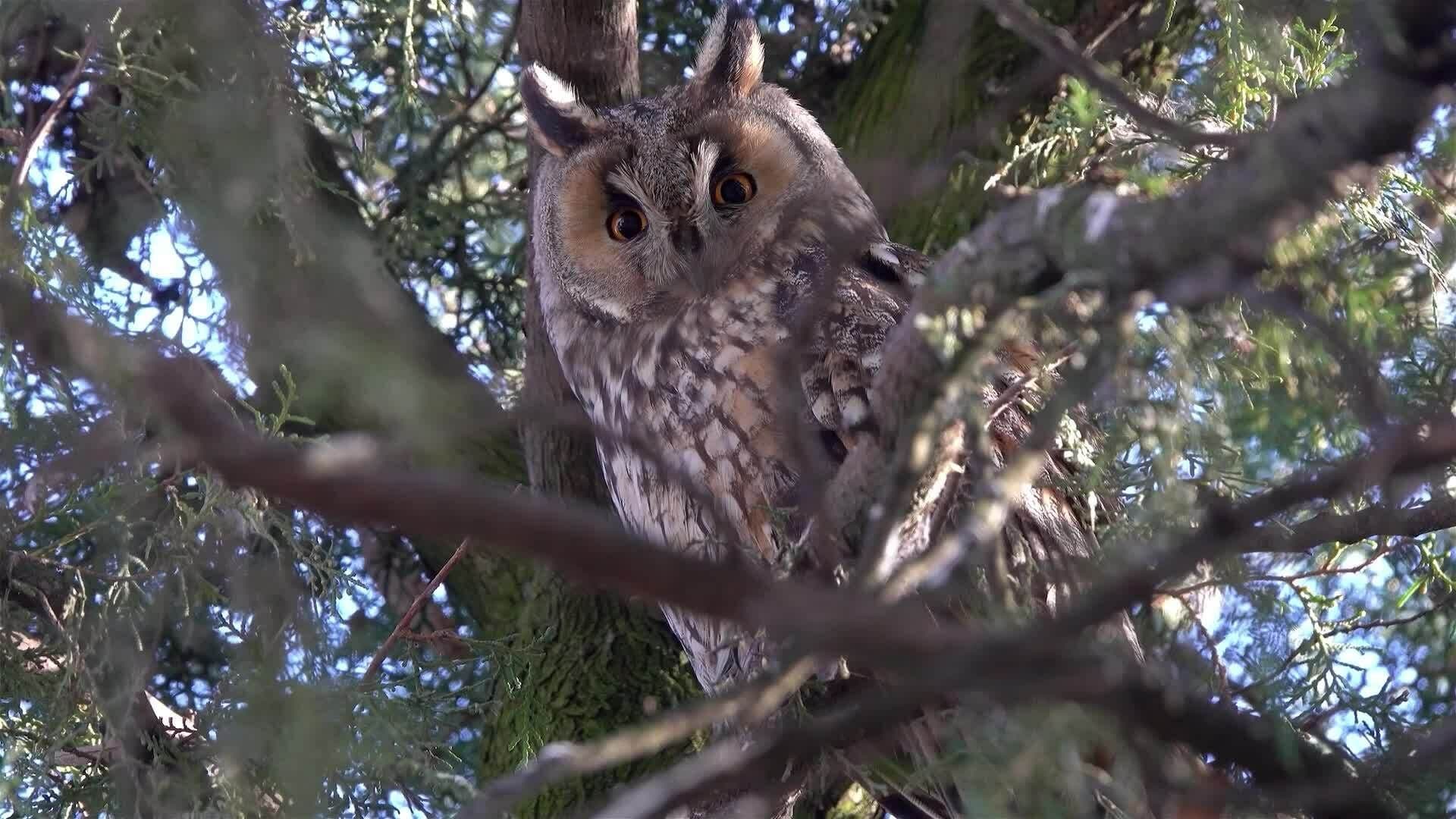 I WONDER - How Do Nocturnal Animals Catch Their Prey?