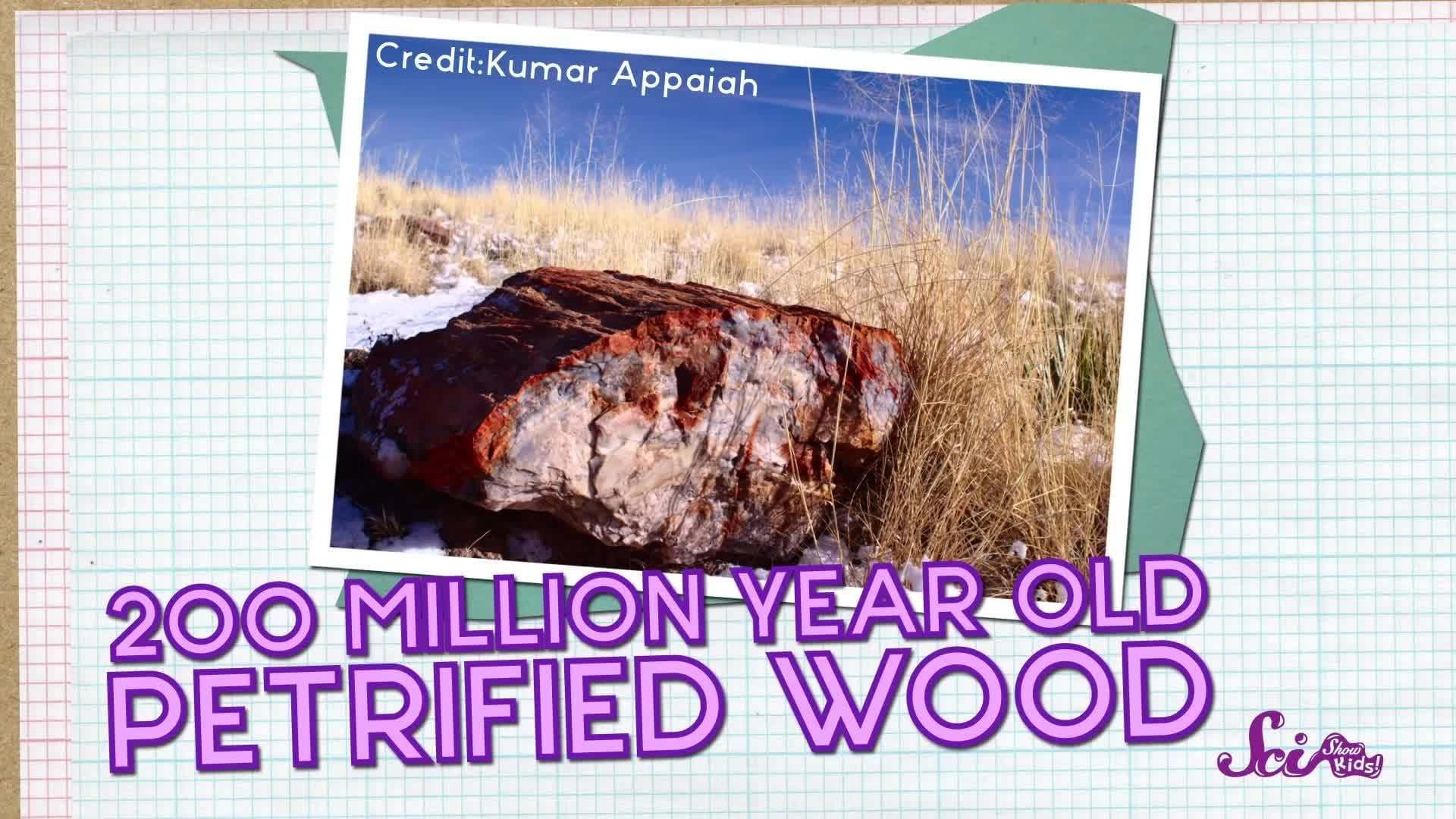 How Plastic Hurts the World