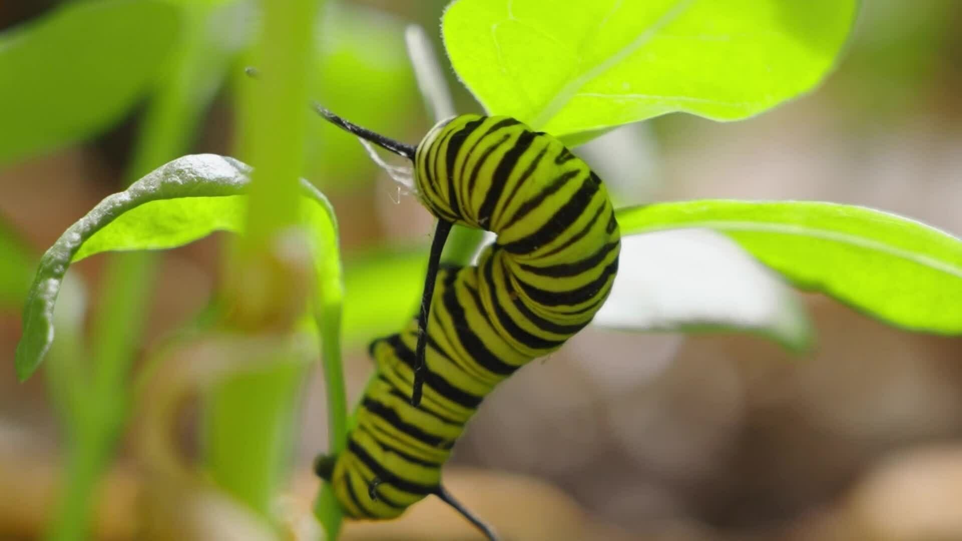 High Five Facts - Butterflies