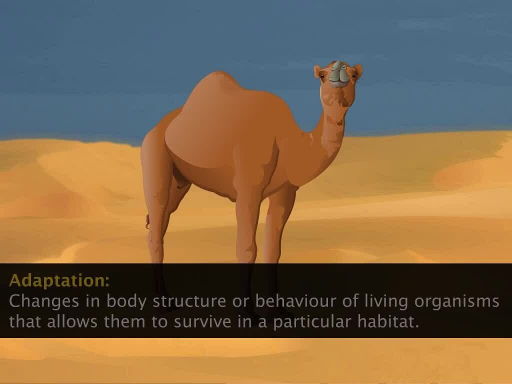 Habitat and Adaptation