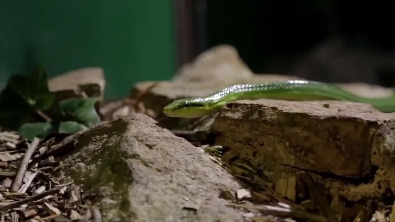 Australian Animals!  Learn Australian Animals for Kids