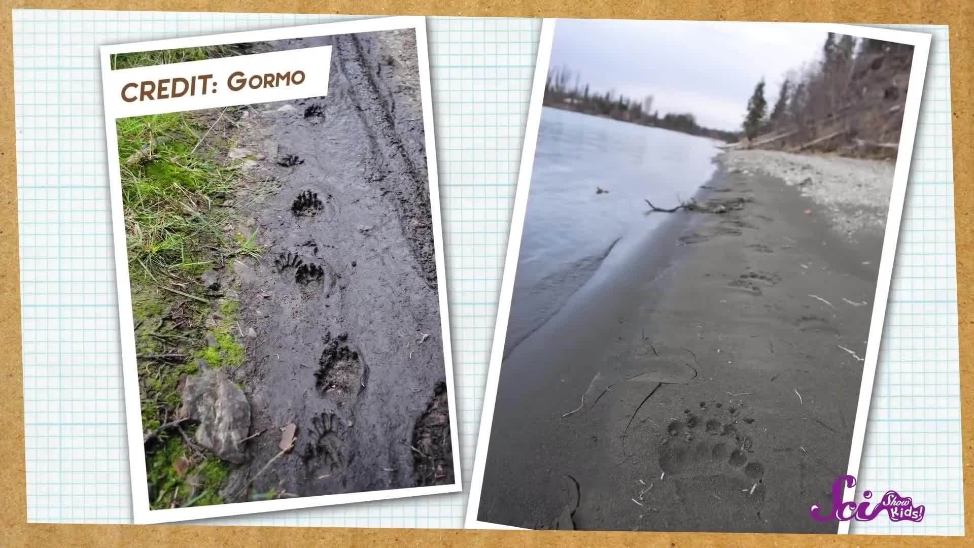 Animal Track Detective! Science for Kids