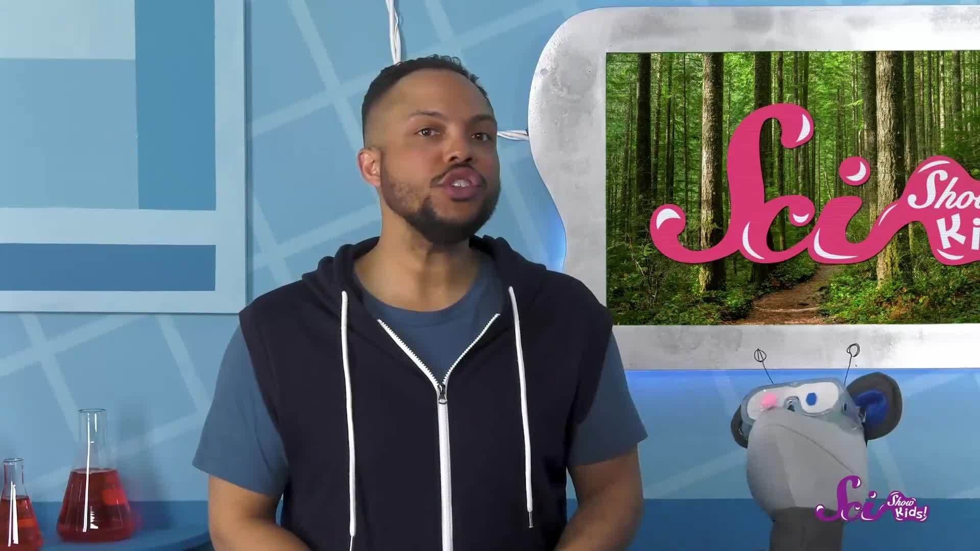 From the Ground to the Sky: The Layers of the Redwood Forest