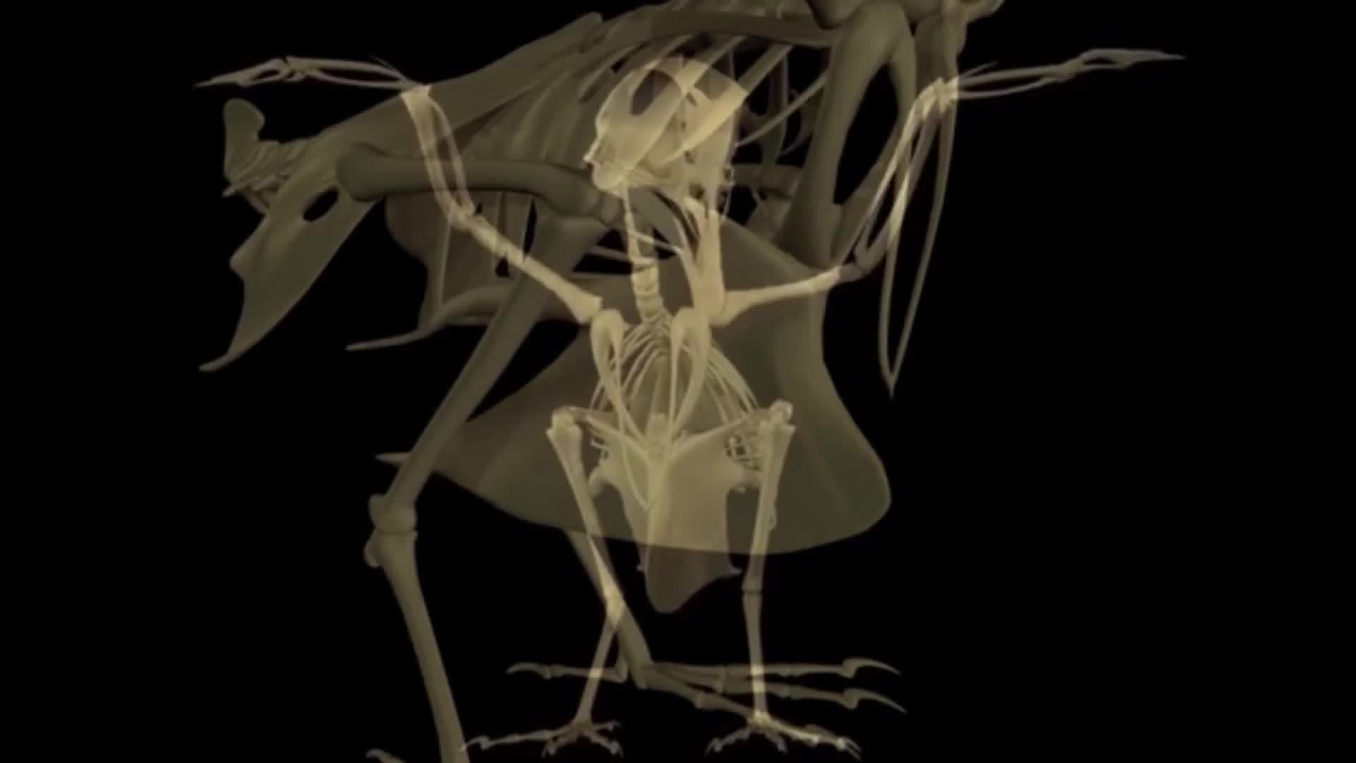 How do Birds Fly?