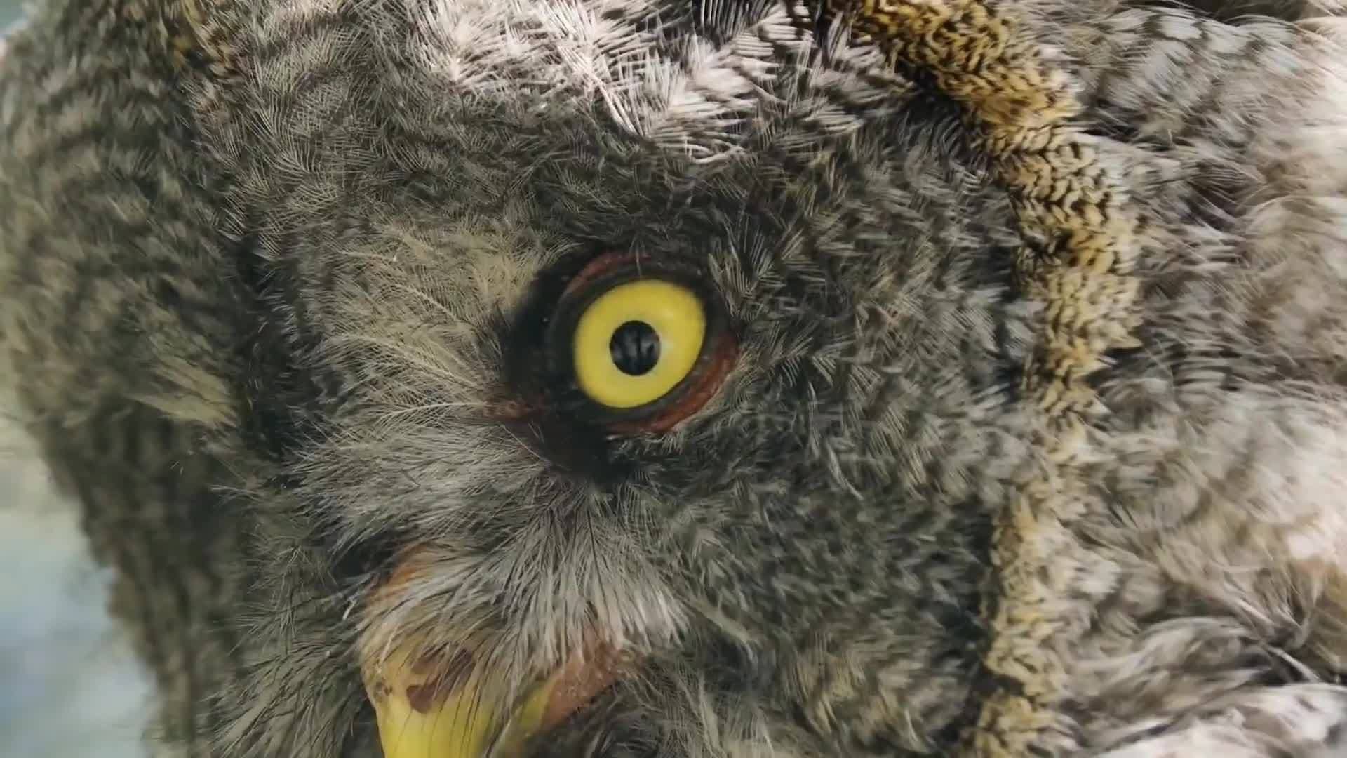 Science Kids: Discovering the World of Owls