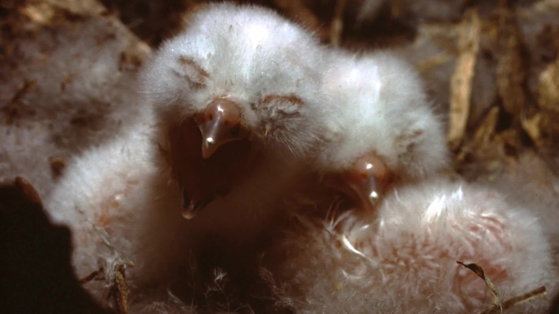 Owl Nesting and Rearing