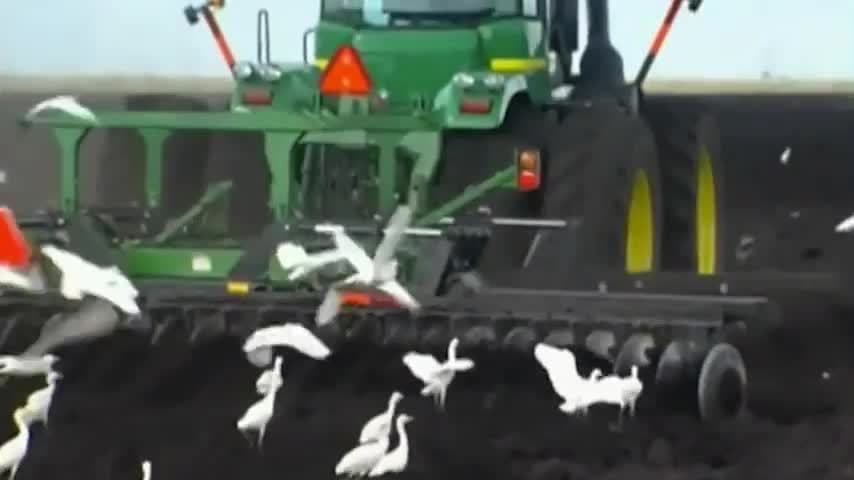 The Everglades Ecosystem: Plantlife in the everglades