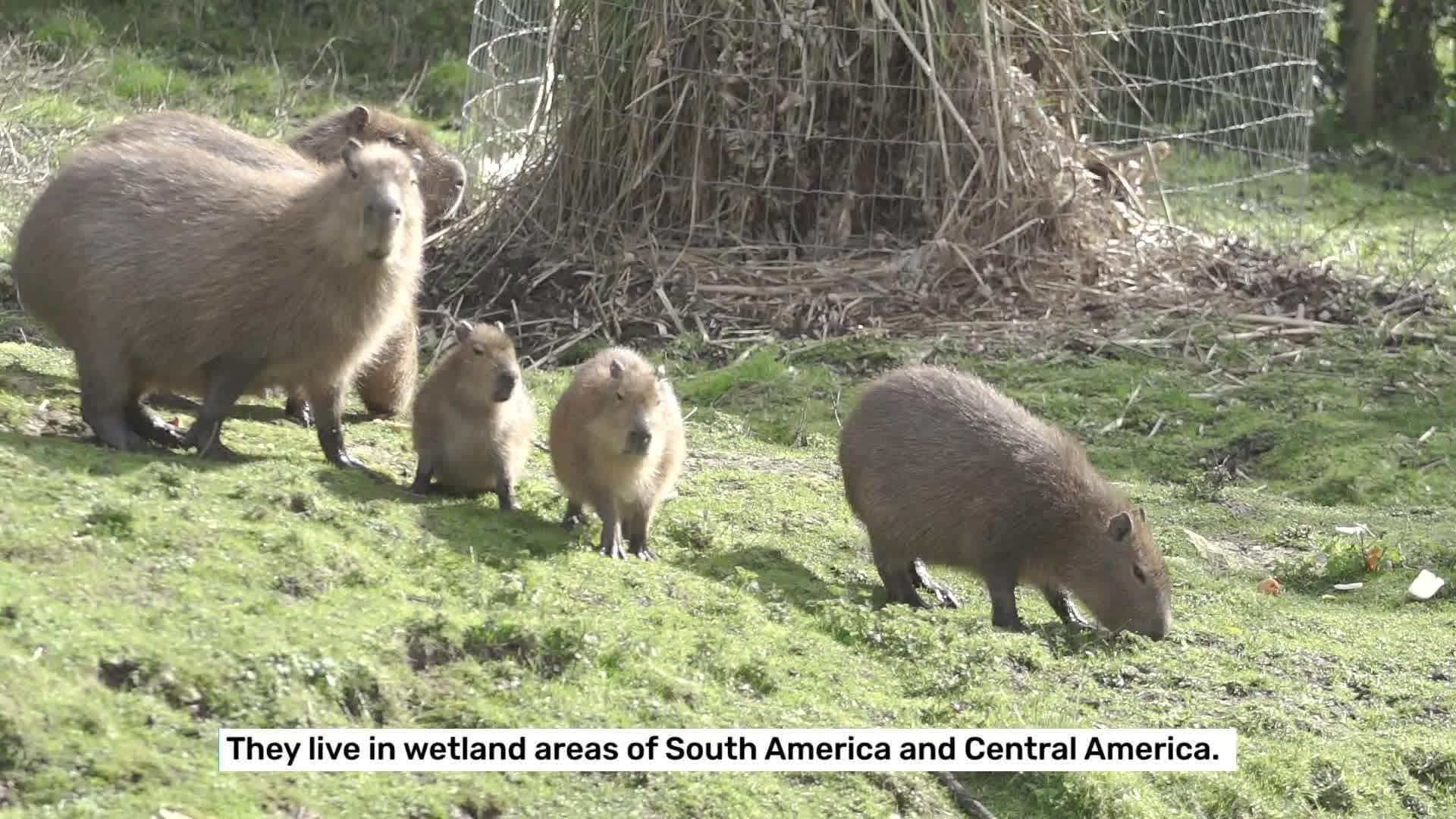 The Fascinating World of Capybaras: Largest Rodents in the Amazon Basin