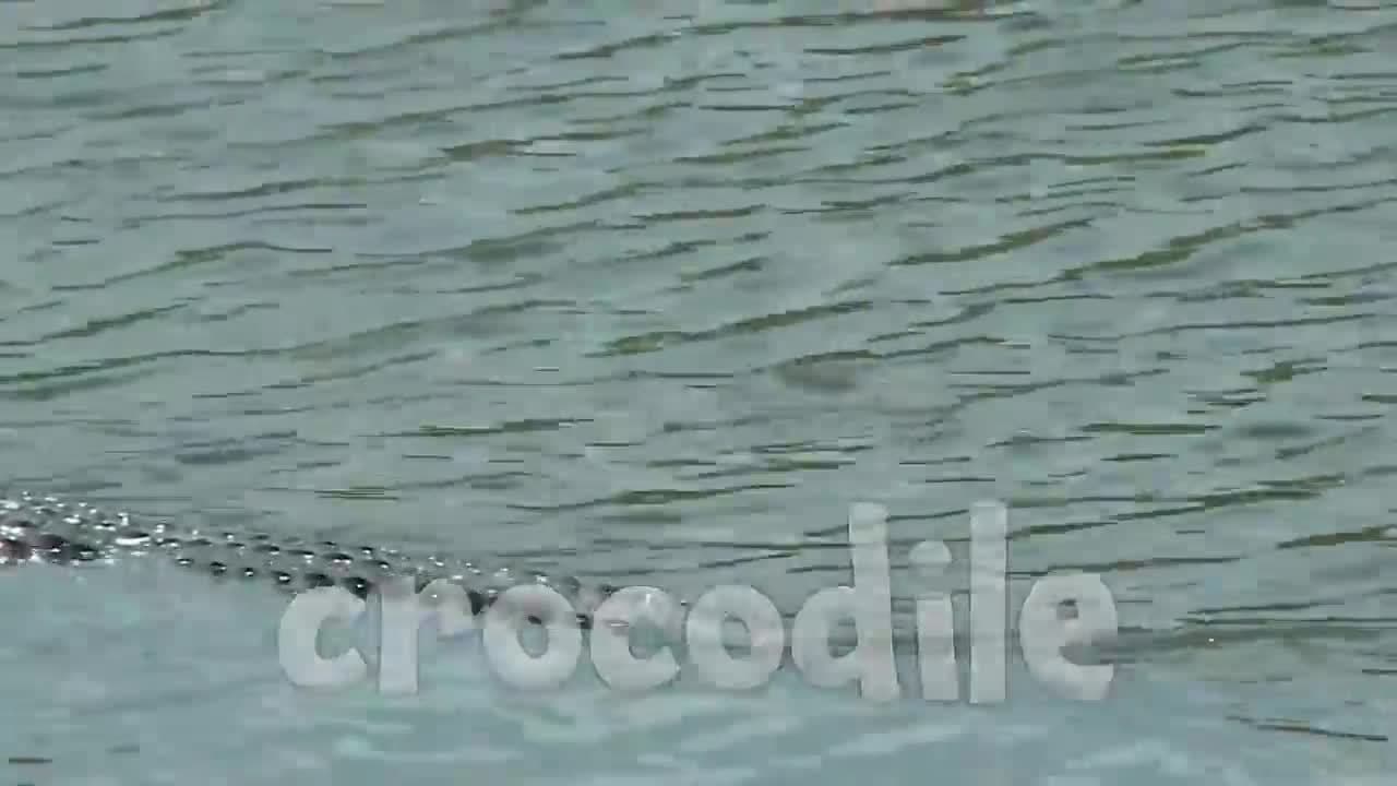 African Animals!  Learning African Animals for Kids