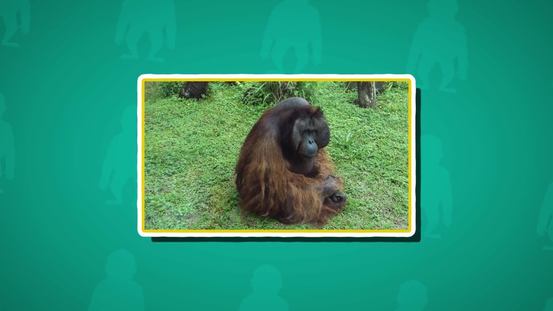 Orangutan Facts for Kids