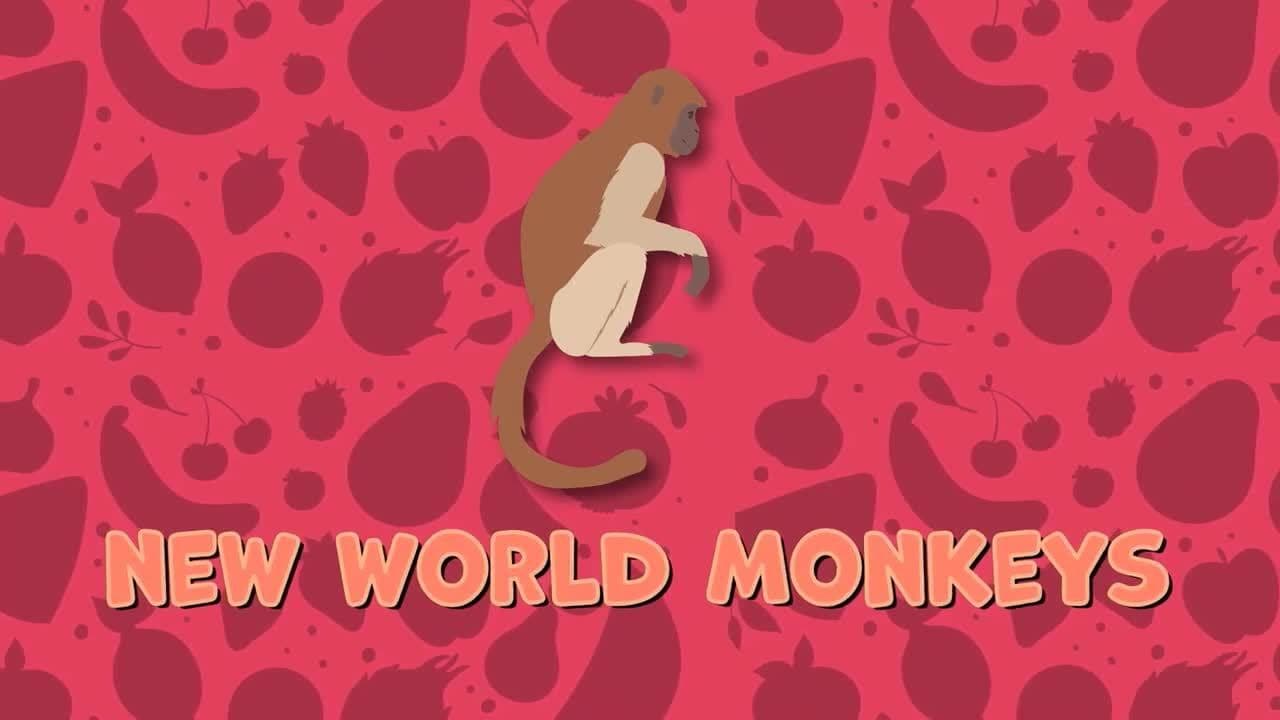 I WONDER - Are There Different Types Of Monkeys?