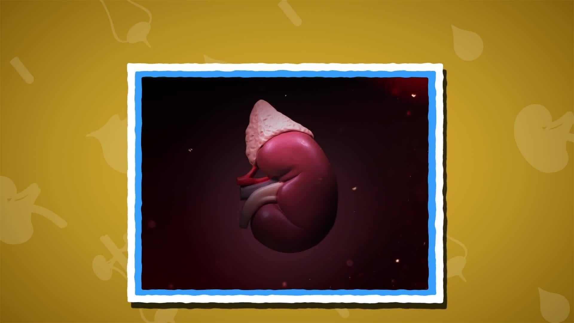 I WONDER - What Do The Kidneys Do?