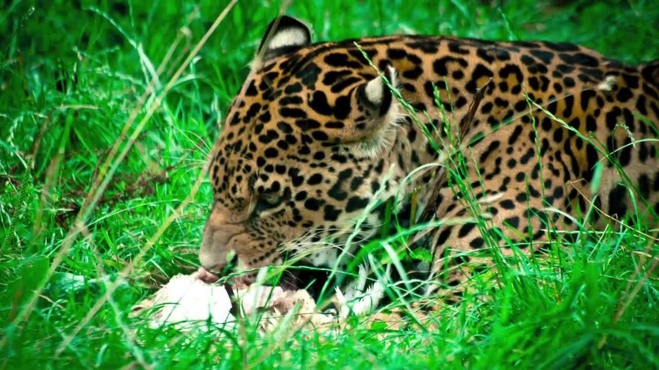 Science Kids - Habitats and Biomes
