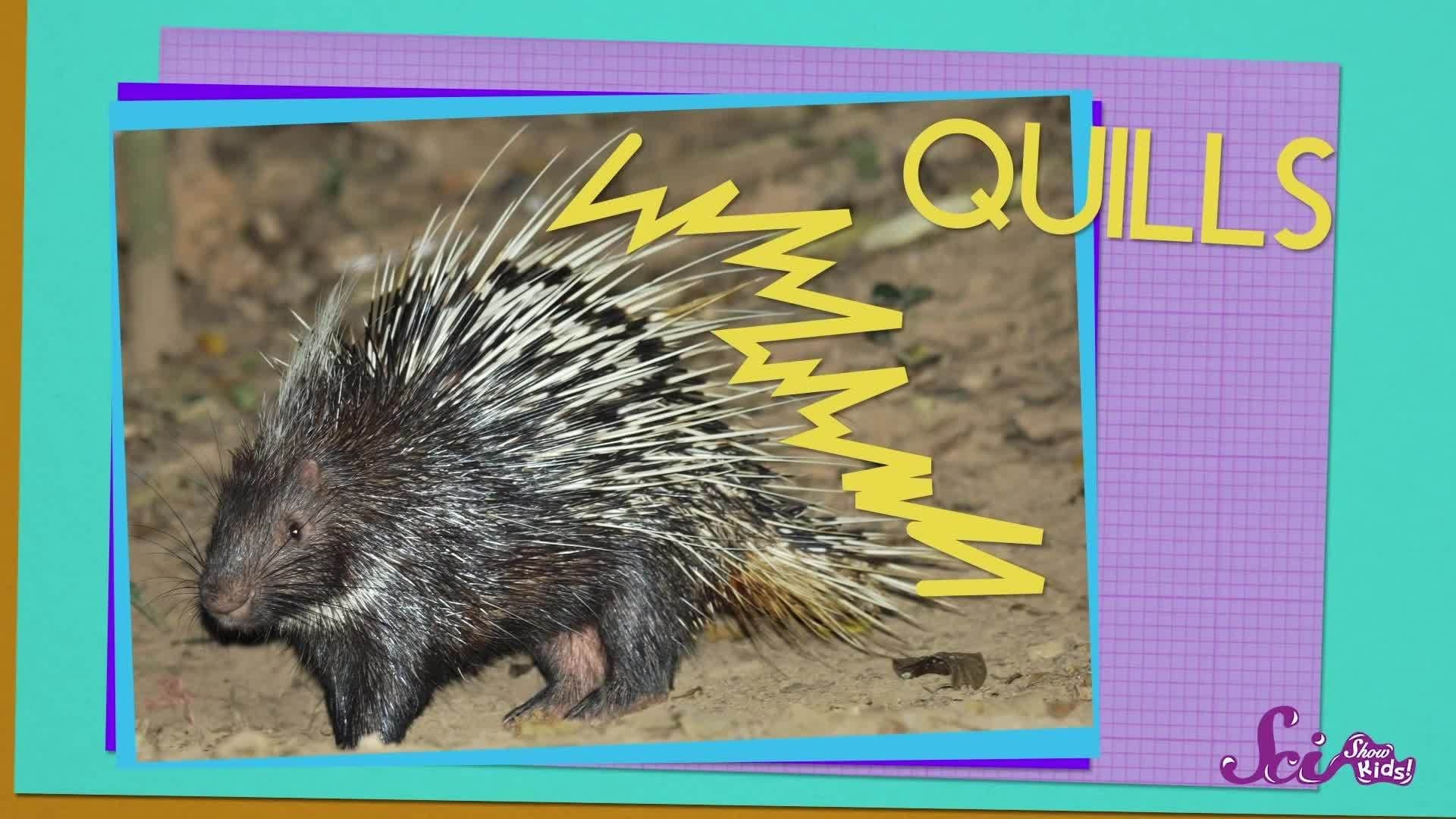 Viewer Mail from Scotland! Science for Kids