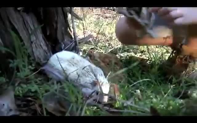 The African Hedgehog