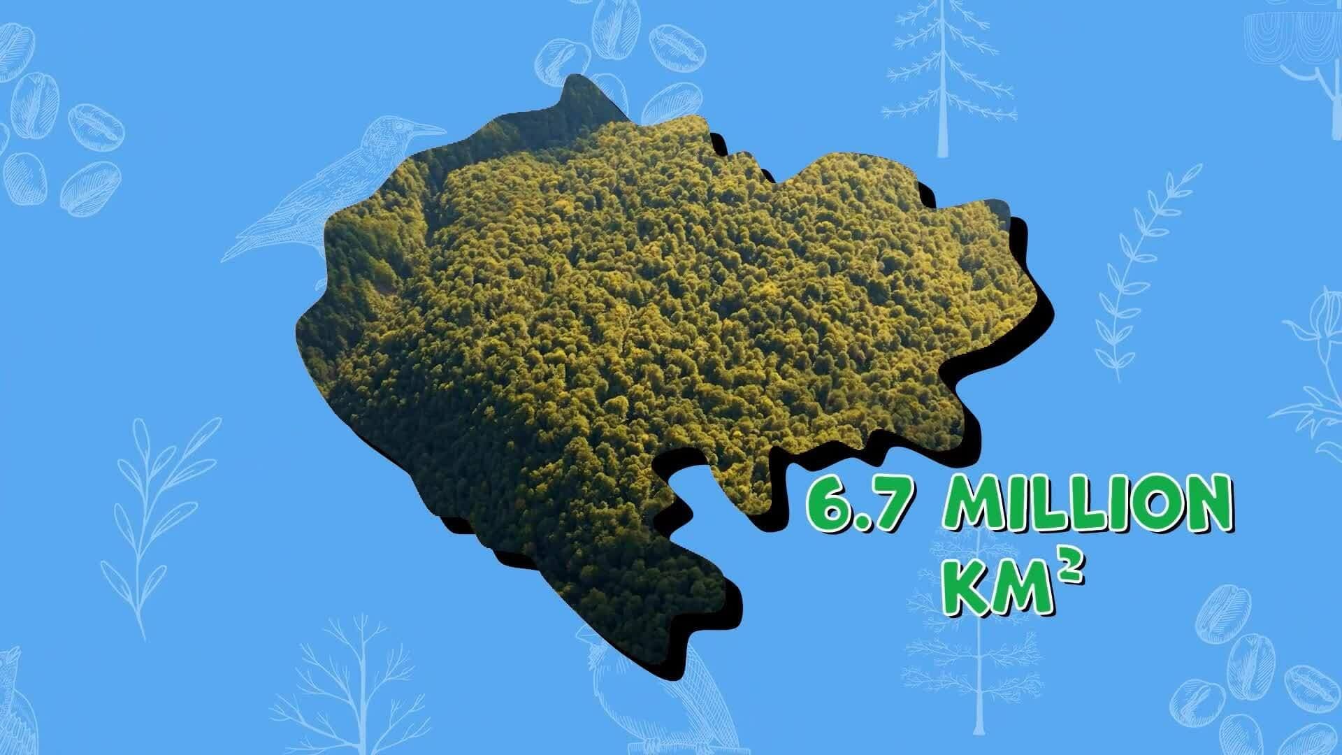 I WONDER - Where Is The Largest Rainforest?