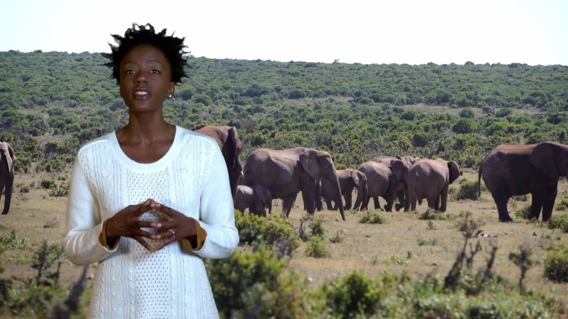 Giants of the Earth: The Majestic World of Elephants