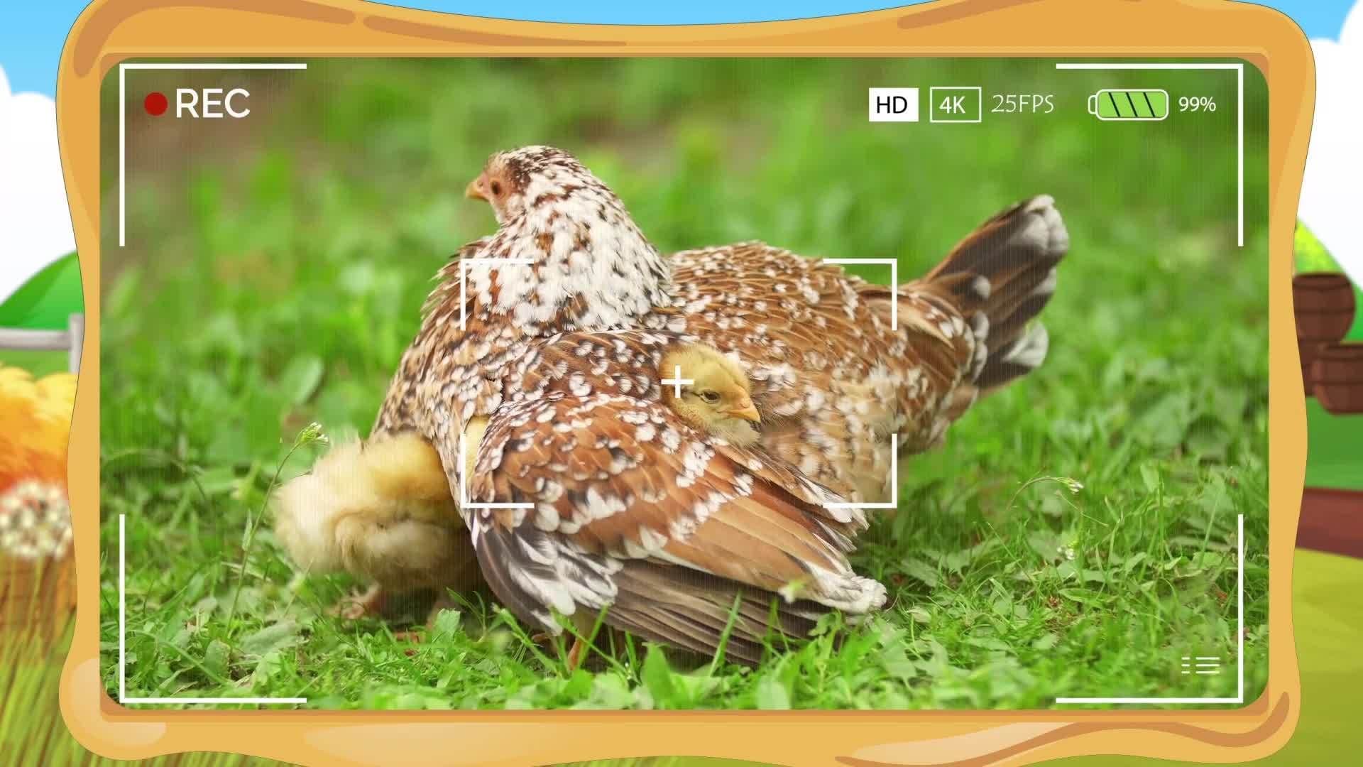 Chicken Facts for Kids