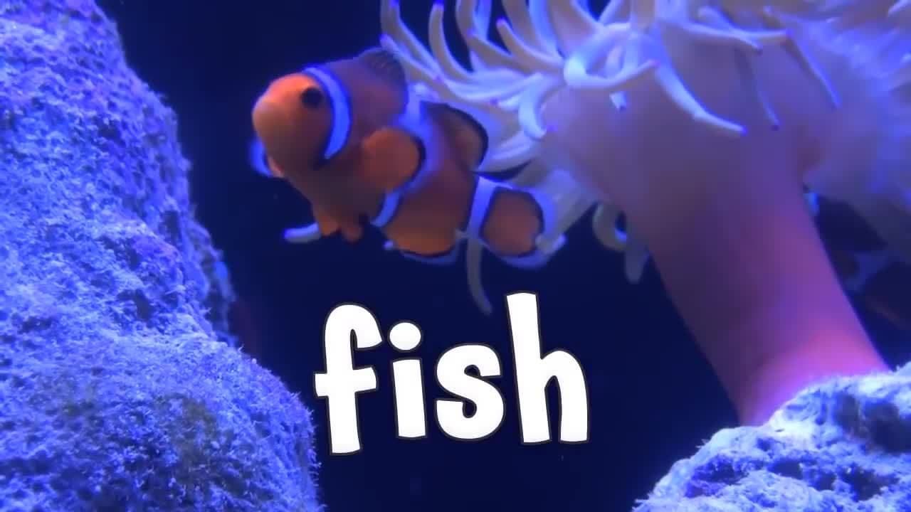 Ocean Animals for Kids