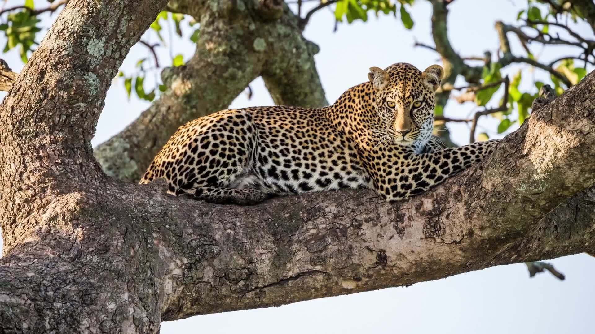 Introducing the Magnificent Big Cats