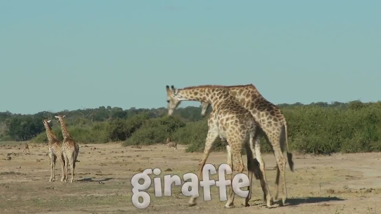 Zoo Animals for Kids!  Learn all about Zoo Animals