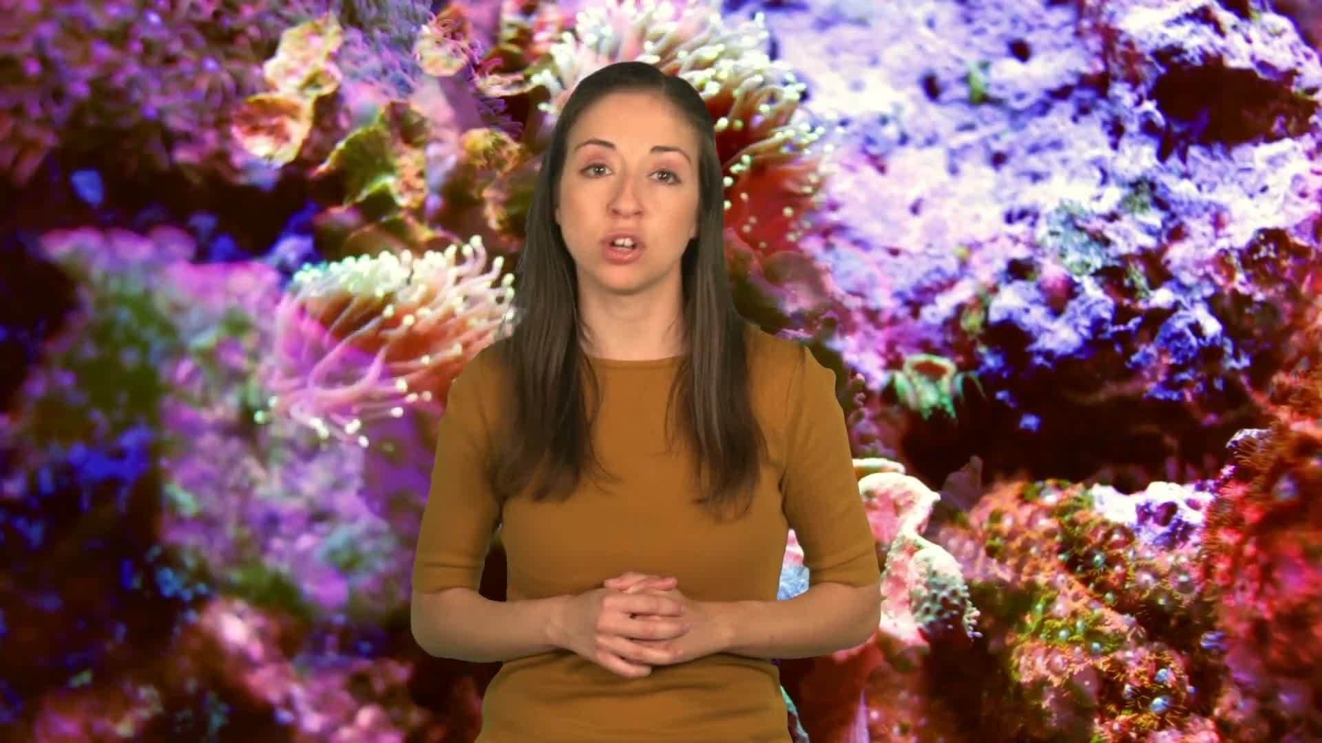 Science Kids: Exploring the World of Invertebrates