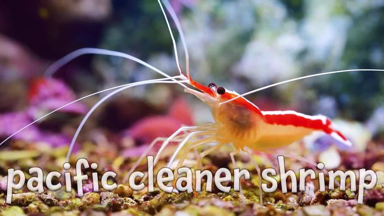 Famous Fish!  Real Pictures of the Sea Animals from Finding Nemo