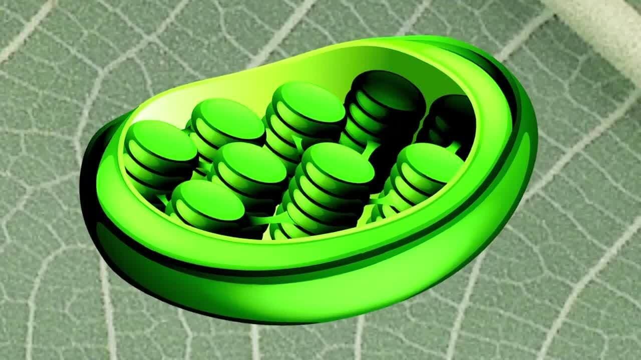 The Process of Photosynthesis