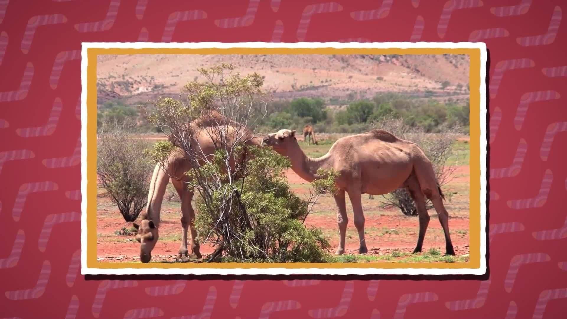 Five Facts - Australia