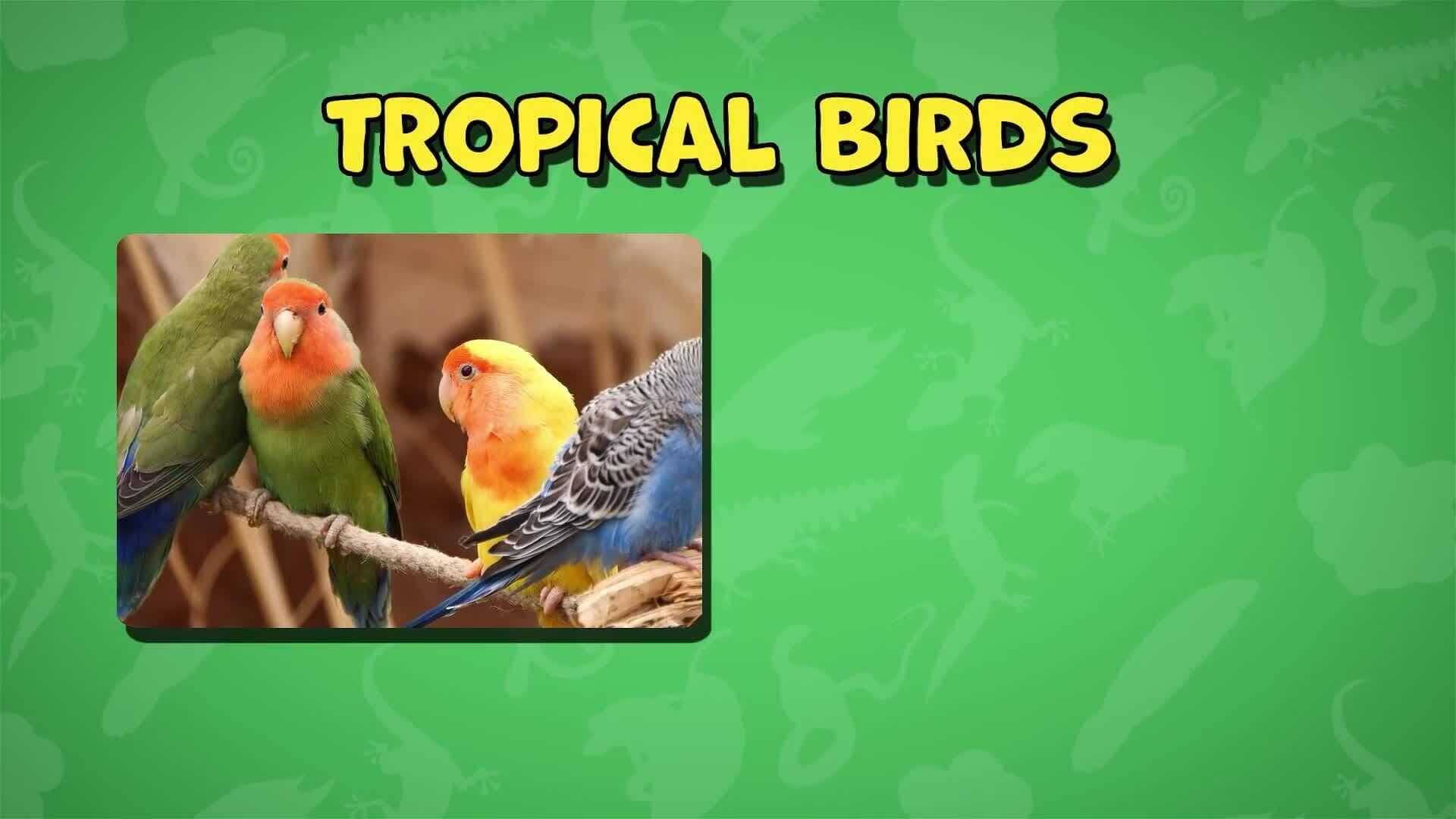 I WONDER - Why Are Some Amphibians So Brightly Coloured?